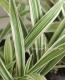<i>Carex</i><BR><BR>����å���<BR>�إȥ쥸�㡼�������ɡ�
