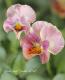 <i>Petunia��hybrida</i><BR><BR>������ݤ���<BR>�ӥ���إե���ե��ꥢ��
