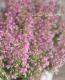 <i>Erica melanthera</i><BR><BR>���ꥫ �����󥻥�<BR>�إӥ꡼�֥�����ɡ�