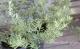 <i>Westringia fruticosa</i><BR><BR>ȥꥢ󡦥ޥ꡼<BR>ȥ󥮥<BR>إ˥ȡ