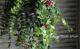 <i>Aeschynanthus </i><BR><BR>��ȥ��åȤ�tef*tef*Green�����ǥ��͡���<BR>�إ������ʥ󥵥��ߥ֥ꥭ��
