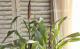 <i>Pennisetum glaucum</i><BR><BR>�����ӡ������ʥ�󥿥�ߥ�å�<BR>�إѡ��ץ�ޥ������ƥ���