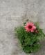 <i>Chrysanthemum frutescens</i><BR><BR>�Ѥ��餭�ޡ�����å�<BR>�إԡ������������