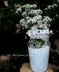 Euphorbia hybrid<BR><BR>Ȭ�ź餭���桼�ե���ӥ�<BR>�إ�������ɥե�����
