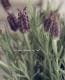 Flench lavender<BR><BR>�ե�����٥����<BR>�إ��祳�졼�ȡ�