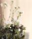 <i>Arabis caucasica</i><BR><BR>�Ѵ������������С�<BR>����ӥ����ץ������ <BR>�إ��꡼���