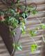 <i>Duchesnea indica</i><BR><BR>�ɥ����ͥ�<BR>�إ���ǥ����󥹥ȥ�٥꡼��