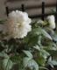 �ָ����<BR>Rubus rosifolius.<BR><BR>�إ�֥������ޡ����ˡ���<BR>��̾�إȥ��󥤥Х�١إȥ���Х��