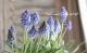 <i>Muscari Artist</i><BR><BR>Ф庬<BR>ॹ إƥȡ