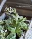 <i>Arabis caucasica</i><BR><BR>�����ꥢ��ӥ�<BR>�إ��꡼���