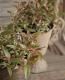 <i>Leucothoe axillaris</i><BR><BR>���������Υ���ʥ�ƥ�<BR>�إȥꥫ�顼��