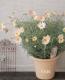 Argyranthemum frutescens<BR>��Spring Bouquet��<BR><BR>���Ѥ�ꤹ��ޡ�����åȡ�<BR>�إ��ץ�󥰥֡�����
