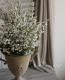 Erica formosa.<BR><BR>�ݤäƤ�Ȳİ�������<BR>�إ�����󥨥ꥫ��