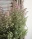 Erica <BR>chamissonis<BR><BR>���ꥫ �إ���ߥ��˥���