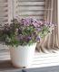 Petuniahybrida<BR><BR>إߥˡȬź餭<BR>ڥ˥<BR>إ֥֥롼