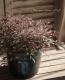<i>Nandina domestica ��Flirt��</i><BR><BR>�ʥ�ƥ�<BR>�إե롼�ȡ�