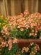<i>Diascia barberae</i><BR><BR> ¿ǯ�𡦥ǥ���������<BR>�ߥ饯�륷�꡼�� �إԡ�����