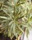 <i>Euphorbia x martinii</i><BR><BR>�桼�ե���ӥ�<BR>�إ�����ǥ�쥤��ܡ���