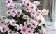 <i>Cyclamen persicum Mill</i><BR><BR>Ȭ�ź餭��������<BR>�褬���꡼��<BR>�إ��꡼��ƥ������