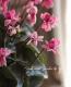 <i>Cyclamen persicum Mill</i><BR><BR>Ȭ�ź餭��������<BR>�إե����꡼�ԥ��١�No.1