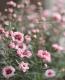 <i>Leptospermum scoparium</i><BR><BR>˶в<BR>Ȭź餭奦Х