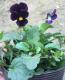 <i>Viola��wittrockiana </i><BR><BR>���ӥ���<BR>�إߥåɥʥ��ȥ��ʡ���