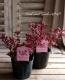 <i>Hebe 'Blackberry'</i><BR><BR>������ء��١�<BR>�إ֥�å��٥꡼��