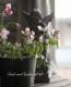 <i>Perennial sweet pea</i><BR><BR>�������ɺ������ȥԡ�<BR>�إ饷�饹���ԥ󥯡٤ȡإѡ��ץ�٤�MIX����