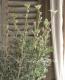 <i>Actinotus helianthi</i><BR><BR>�ե��ͥ�ե�<BR>�إե��󥷡����Ρ���