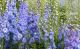 <i>Delphinium</i><BR><BR>�ǥ�ե��˥��ࡦ���֥�<BR>�إ֥롼�졼����