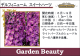 <i>Delphinium</i><BR><BR>�ǥ�ե��˥��ࡦ���֥�<BR>�إ������ȥϡ��ȡ�