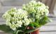 <i>Kalanchoe</i><BR><BR>äο<BR>󥳥<BR>إѥ-륰꡼-