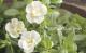 <i>Calibrachoa sp</i><BR><BR>Ȭź餭֥饳<BR>ڥƥ֥<BR>إ֥ۥ磻ȡ