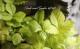 <i>Fragaria vesca</i><BR><BR>�磻��ɥ��ȥ��٥꡼<BR>�ؤ椦�ӥ�����ɡ�