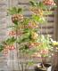 <i> Enkianthus perulatus</i><BR><BR>���ȹ��ӥɥ�����ĥĥ�
