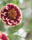 <i>Zinnia haageana</i><BR><BR>ƥʿ礤<BR>˥ƥå<BR>إСǥ