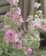 <i>Verbena tenera<i><BR><BR>�ɺ��С��٥�<BR>�С��٥ʥϥ��֥�åɸ���<BR>�إ��󥰥��MIX��