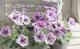 <i>Petunia��hybrida</i><BR><BR>�ڥ���˥����ץ쥸�㡼<BR>�إۥ磻�ȥ�٥������������