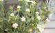 <i>Dianthus knappii</i><BR><BR>�ɺ��ʥǥ���<BR>�������󥵥����ʥåԡ�<BR>�إ��������ϡ���ˡ���