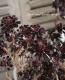 <i>Aeonium arboreum</i><BR><BR>���󥷥�󡦥������˥���<BR>�ع�ˡ�ա�