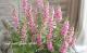 <i>Angelonia angustifolia</i><BR><BR>���󥲥��˥�<BR>�إԥ󥯡�