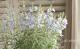 <i>Salvia azurea</i><BR><BR>����ӥ�<BR>�إ����쥢��