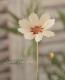 <i>Coreopsis</i><BR><BR>���إ��쥪�ץ���<BR>�إ��������饹������