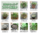 <i>Trifolium repens</i><BR><BR>�ߤ�ȱ�ݥ��ꥸ�ʥ롪<BR>��֡��������С�<BR>ŷ�ȤΥԥ����إͥå��쥹��