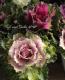 <i>Brassica</i><BR><BR>tef*tef*���̥֡�����Ω�ơ�<BR>�Ȥ���ա����饭���ղ�ð<BR>�ظ��ҡ��ե����ա�