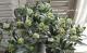<i>Skimmia japonica</i><BR><BR>Ѵ<BR>ʼߥ<BR>إå 饤ǥ եåɡ