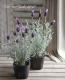 <i>Lavandula stoechas</i><BR><BR>�ץ���ʥ�٥����<BR>�إ���С����̡�����