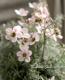 <i>Leptospermum scoparium</i><BR><BR>˶в<BR>֥奦Х