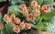 <i>Primula juriana hybrid</i><BR><BR>�ץ��顦����ꥢ��<BR> �إ�������