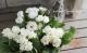 <i>Primula</i><BR><BR>ץ ꥢ<BR>餭ץ<BR>إѥ졼ɡ